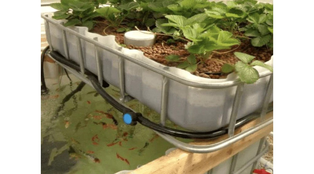 Wicking beds and Aquaponics