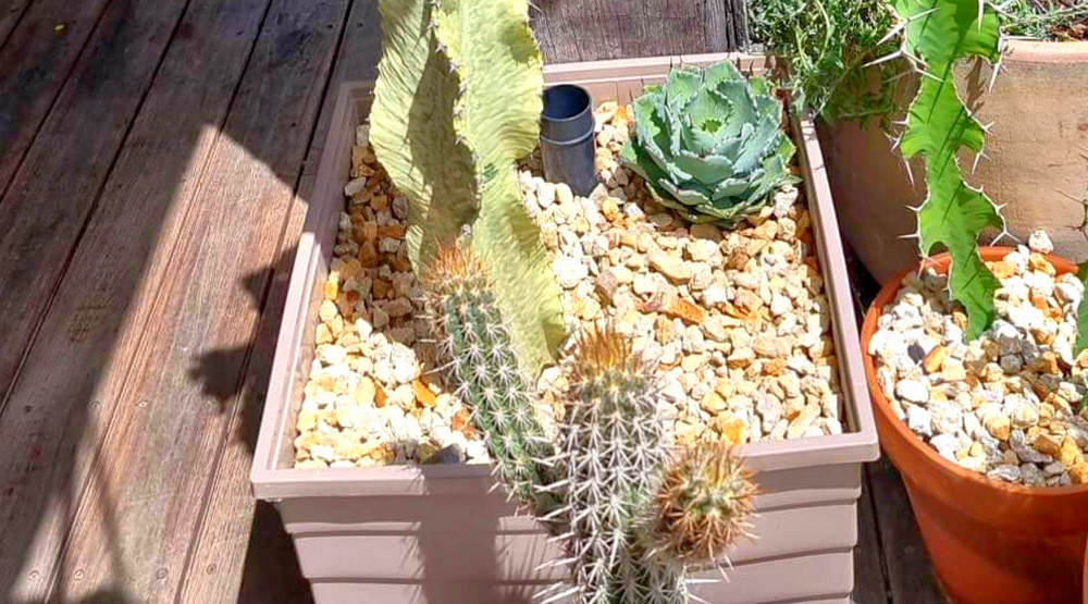 Cacti growing in WaterUps Square Planters