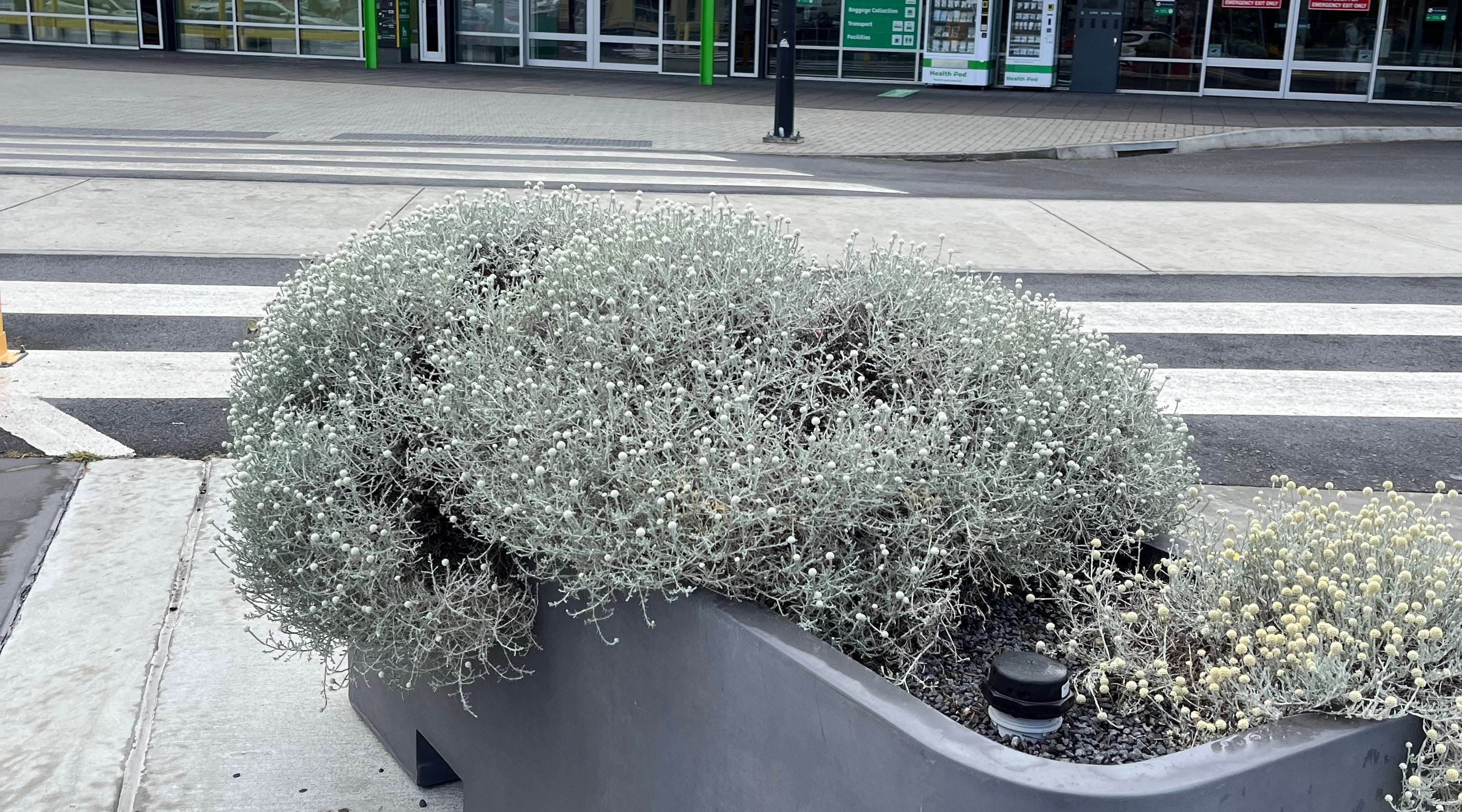 Hobart Airport planters with WaterUps wicking system