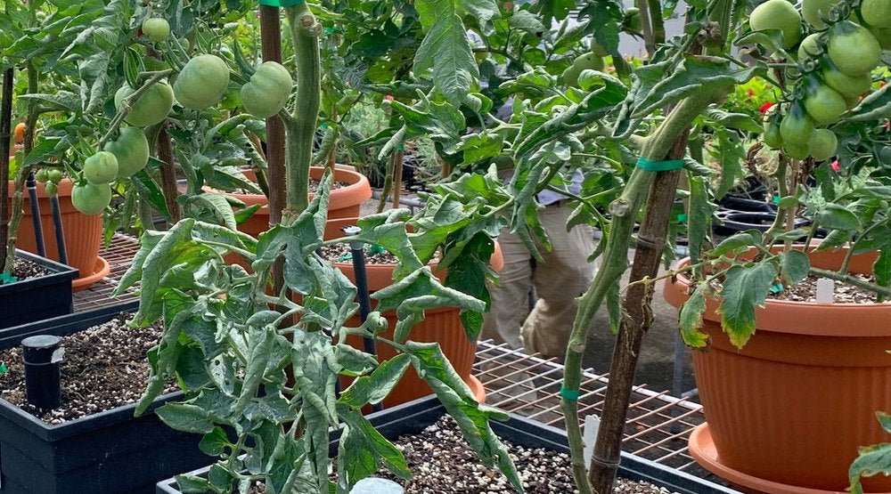 Sydney Tomato Festival 2022 used WaterUps planters to grow heirloom tomatoes