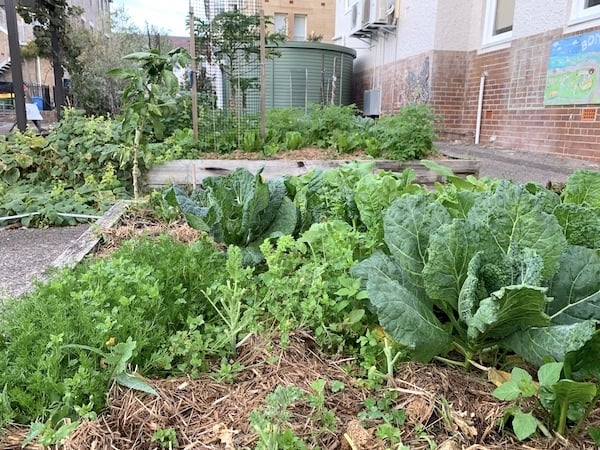 Wicking beds are ideal for school veggie gardens