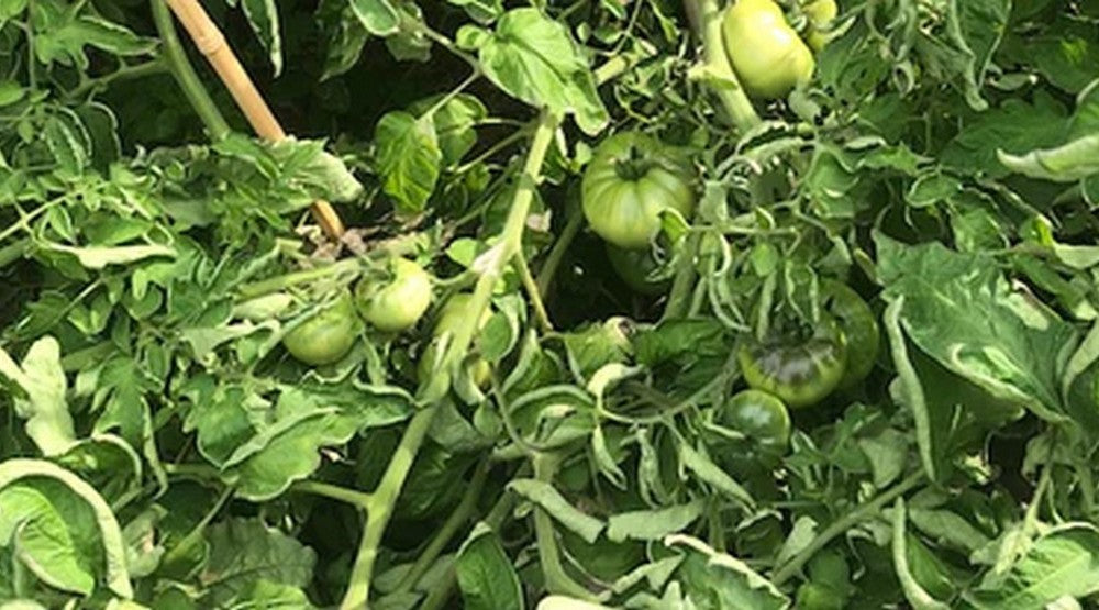 tomatoes growing in waterups