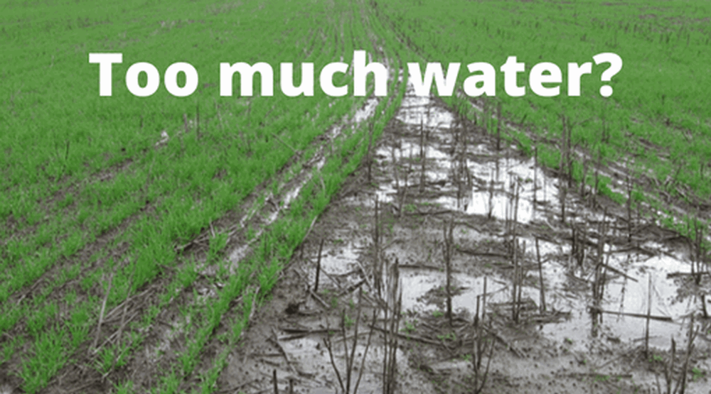 WaterUps helps gardeners deal with waterlogged soil caused by La Niña