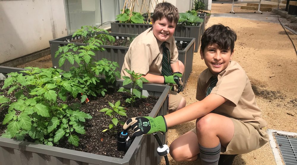 school veggie garden created by Trinity Grammar in Sydney