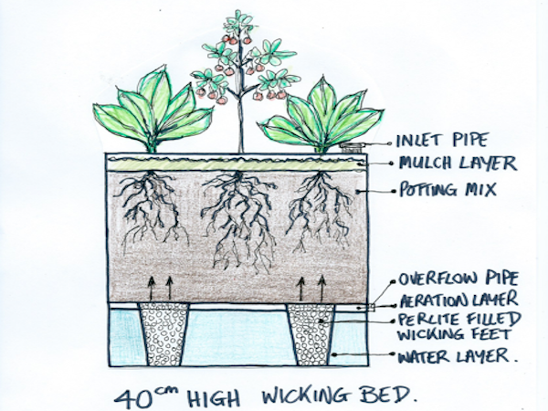 A guide from WaterUps on the optimal heights of wicking beds.