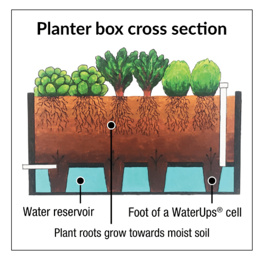 About Wicking Garden Beds Planter box Cross section