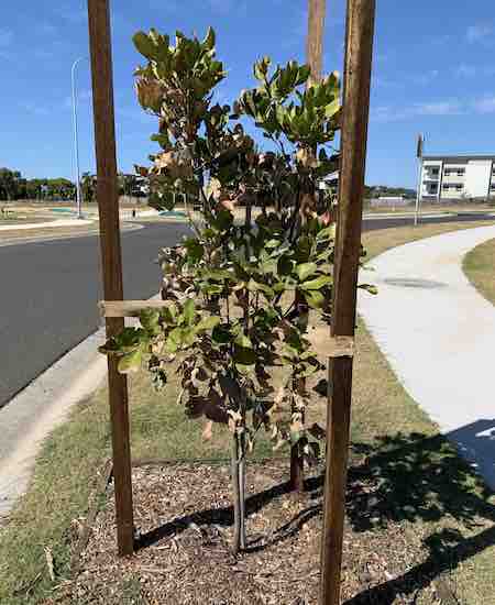 Tree at Beachside Suburb