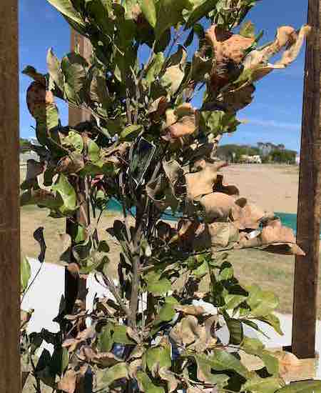 Tree at Beachside Suburb 2