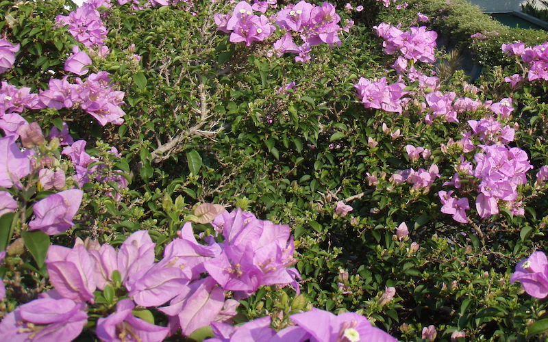 Bougainvillea Lilac Urban Greening