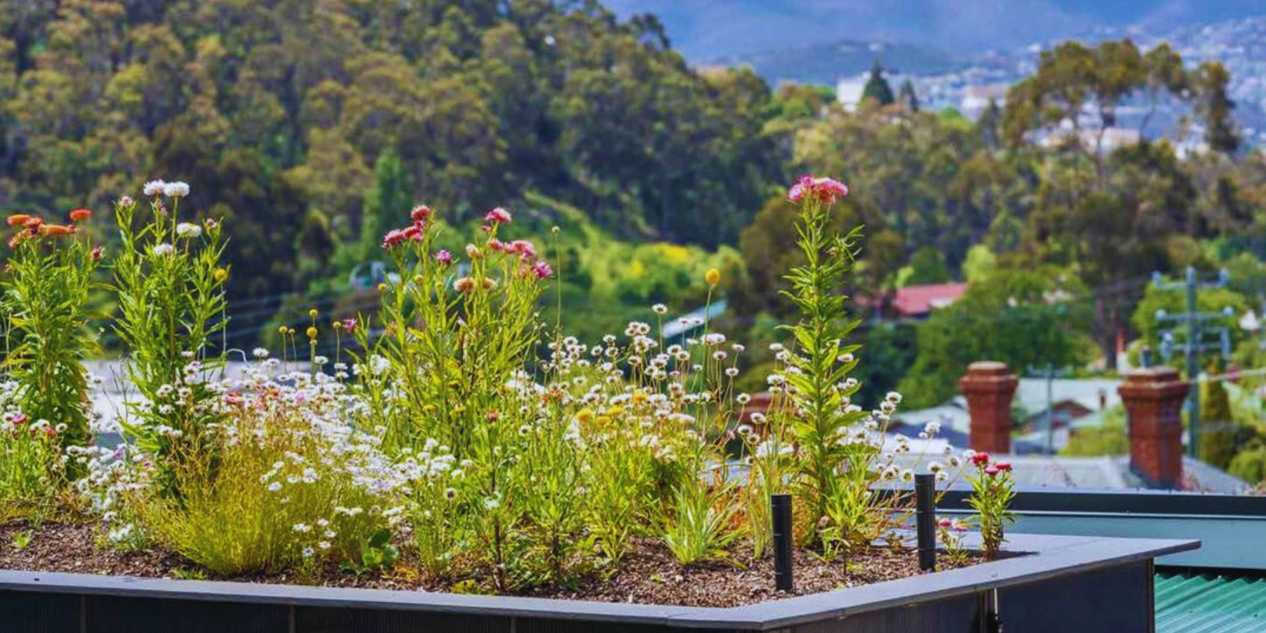 WaterUps Rooftop Garden