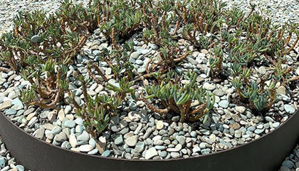 Green Buildings Rooftop Gardens Balmoral