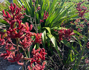 Nursery Growers Kangaroo Paw