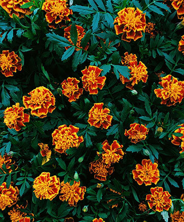 Nursery Growers Marigold