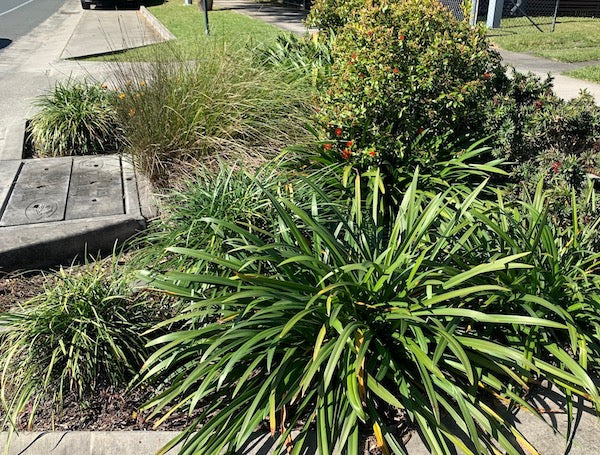 Rain Gardens Queensland