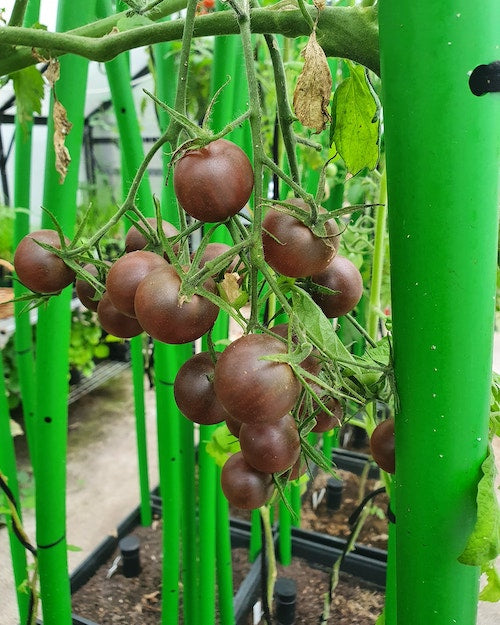 Tomatos before picking
