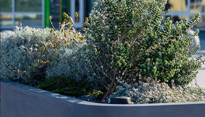 Green Buildings Street Planter